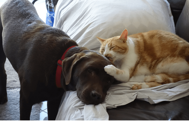 Picture of a black lab and cat feature in the "For the Love of Pets" blog.