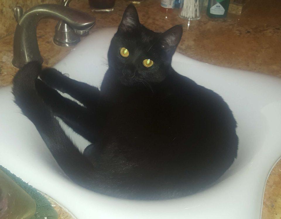 Black cat in a sink featured in the "Maybe I Should Just Share Pictures of My Cats" blog.